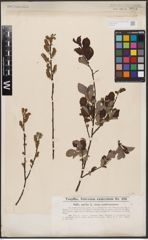 Foto von Salix aurita L.